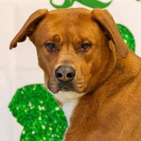 Squirt, an adoptable Labrador Retriever, Mountain Cur in Middletown, NY, 10940 | Photo Image 6
