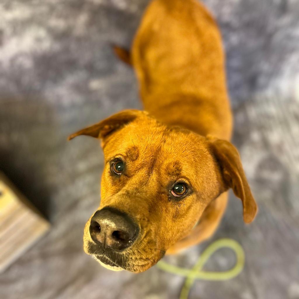 Squirt, an adoptable Labrador Retriever, Mountain Cur in Middletown, NY, 10940 | Photo Image 6