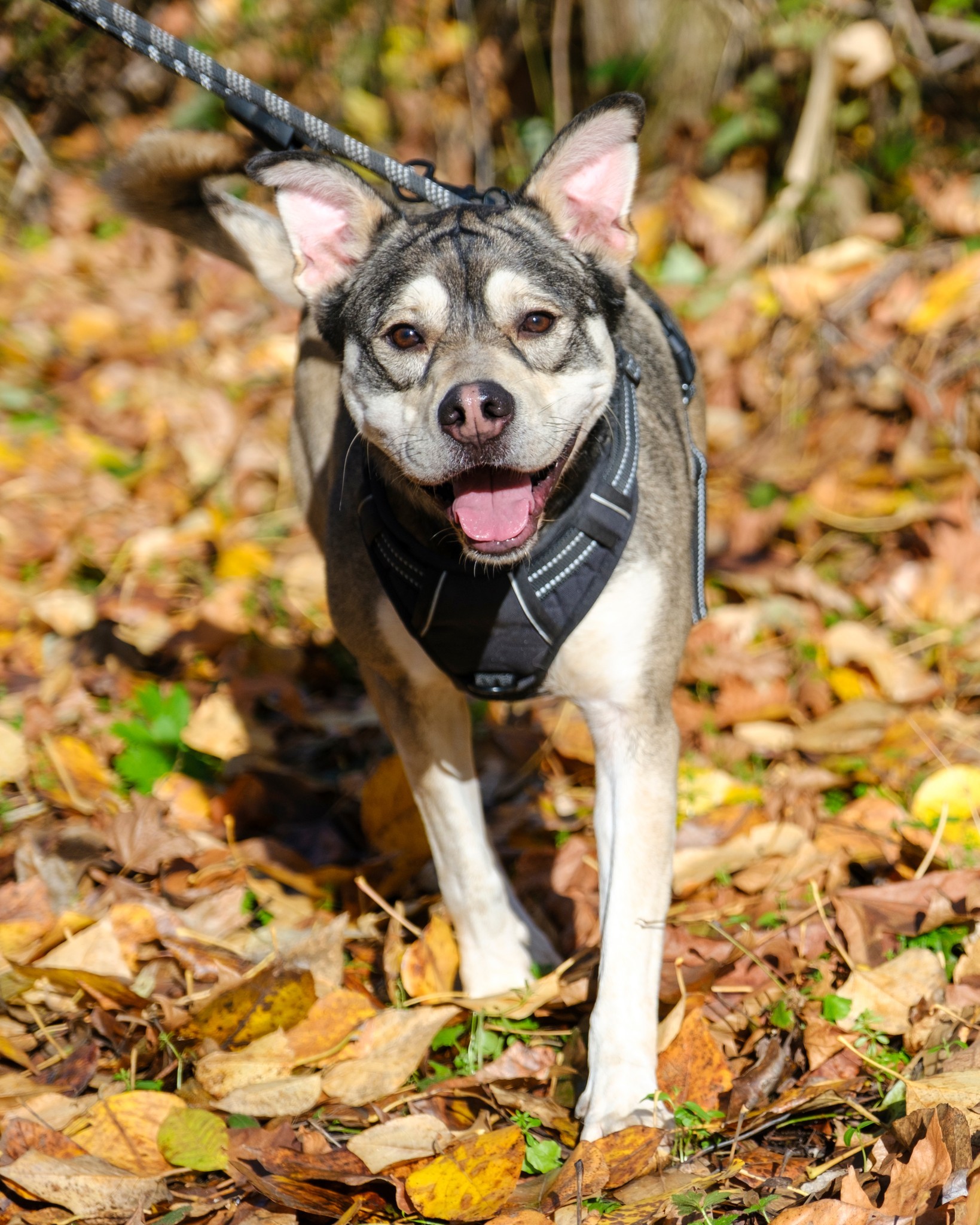 Frank, an adoptable Husky, Mixed Breed in Puyallup, WA, 98372 | Photo Image 2