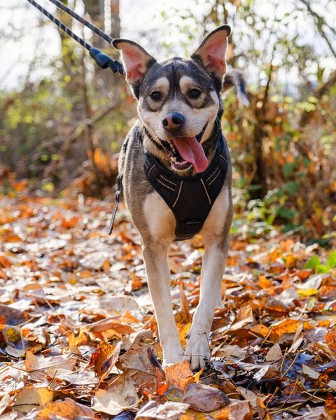 Frank, an adoptable Husky, Mixed Breed in Puyallup, WA, 98372 | Photo Image 3