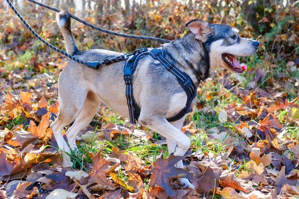Frank, an adoptable Husky, Mixed Breed in Puyallup, WA, 98372 | Photo Image 4