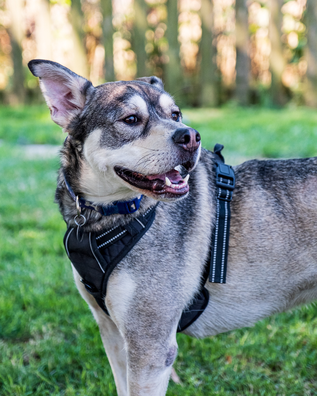 Frank, an adoptable Husky, Mixed Breed in Puyallup, WA, 98372 | Photo Image 6