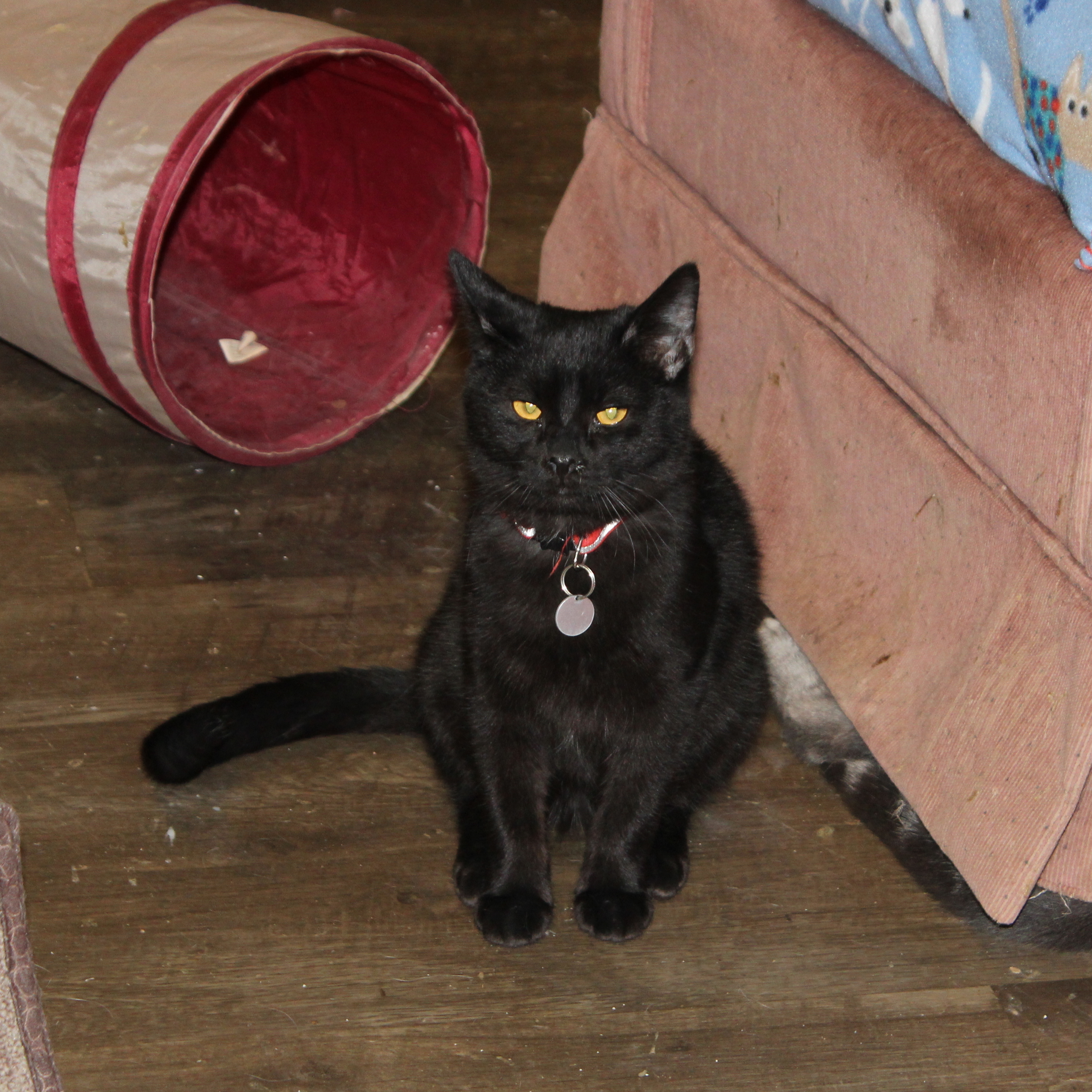 Dutch, an adoptable Domestic Short Hair in Rice Lake, WI, 54868 | Photo Image 2