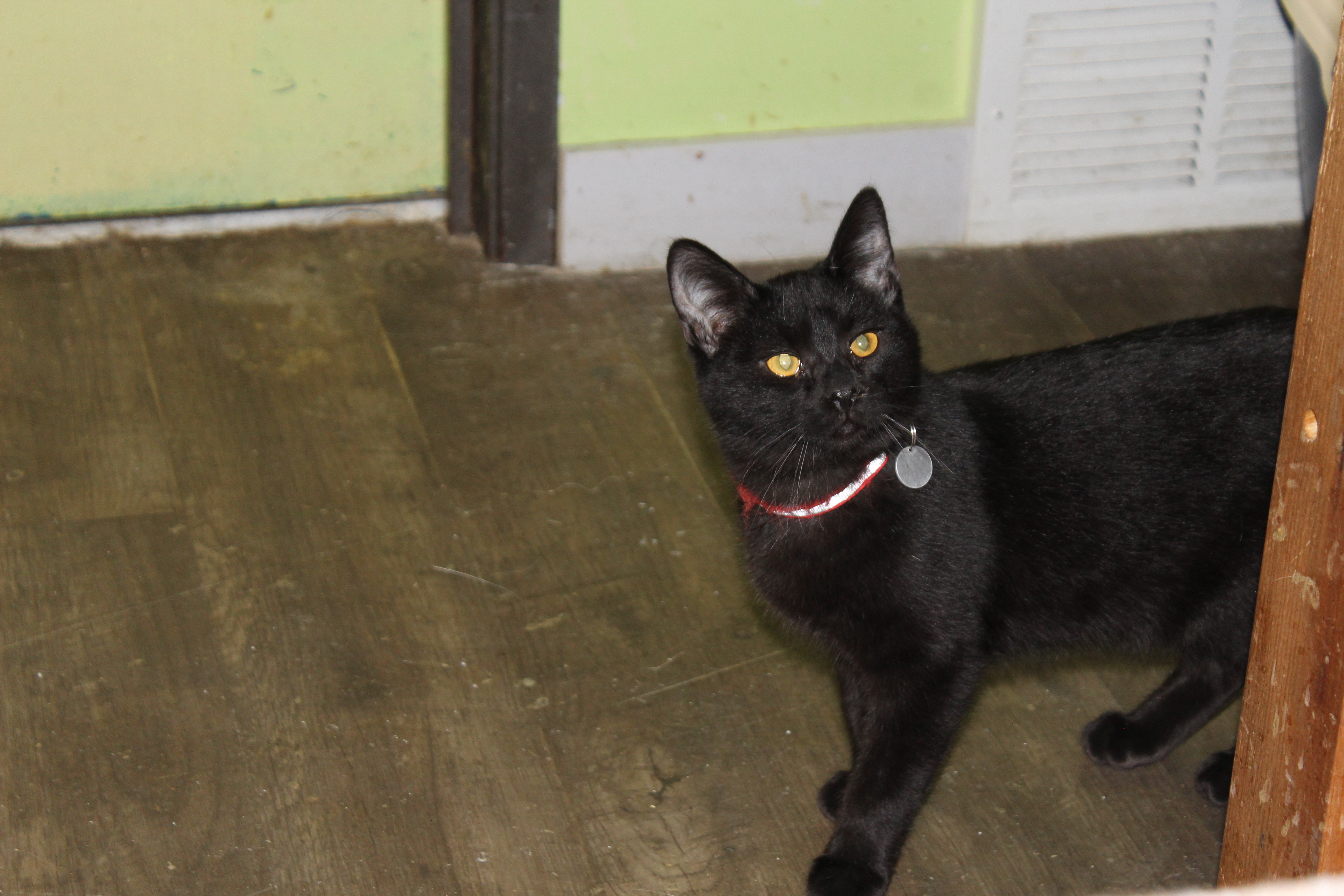 Dutch, an adoptable Domestic Short Hair in Rice Lake, WI, 54868 | Photo Image 4