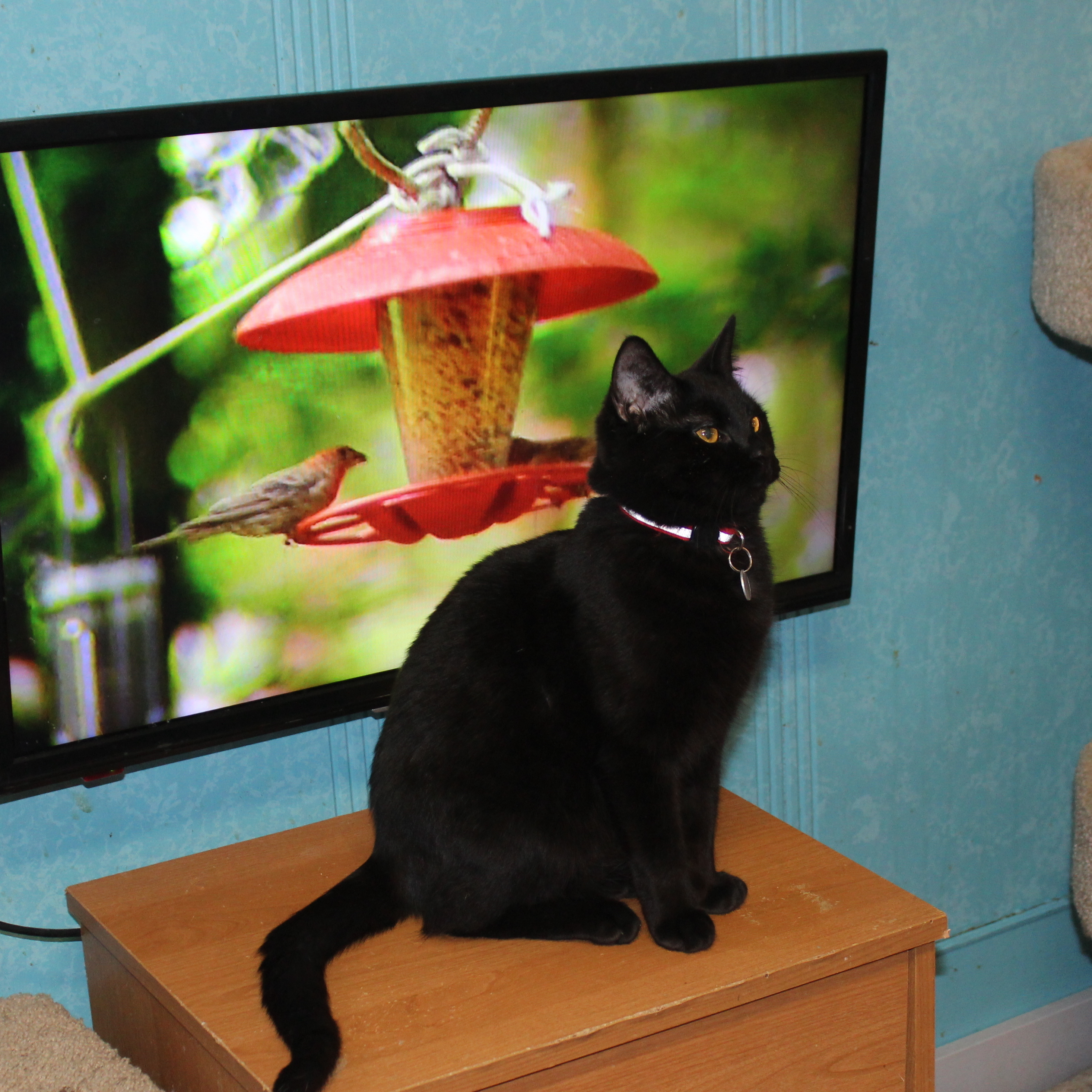 Dutch, an adoptable Domestic Short Hair in Rice Lake, WI, 54868 | Photo Image 1