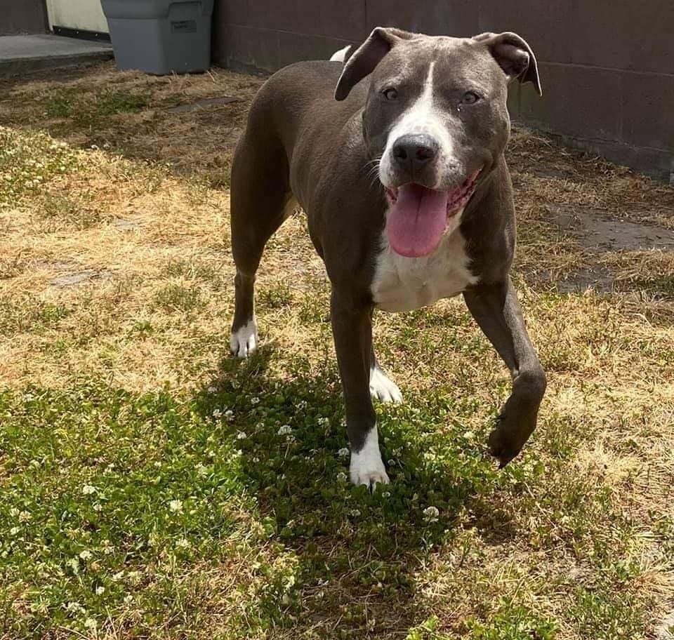 Lana, an adoptable Pit Bull Terrier, Boxer in New Bern, NC, 28563 | Photo Image 2