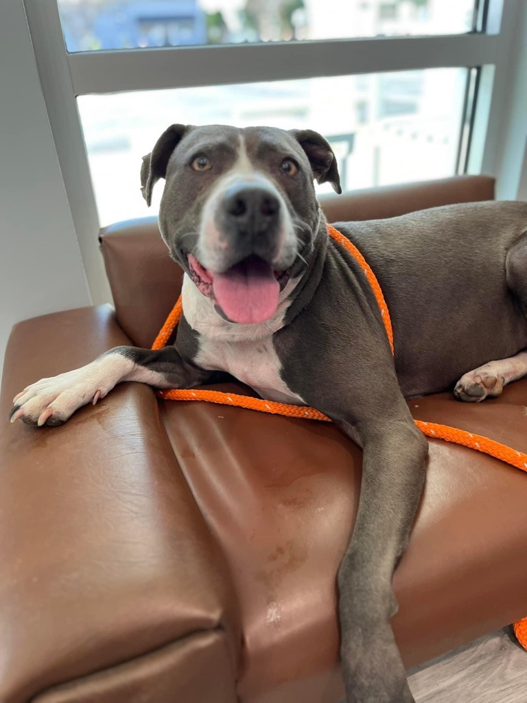 Lana, an adoptable Pit Bull Terrier, Boxer in New Bern, NC, 28563 | Photo Image 4