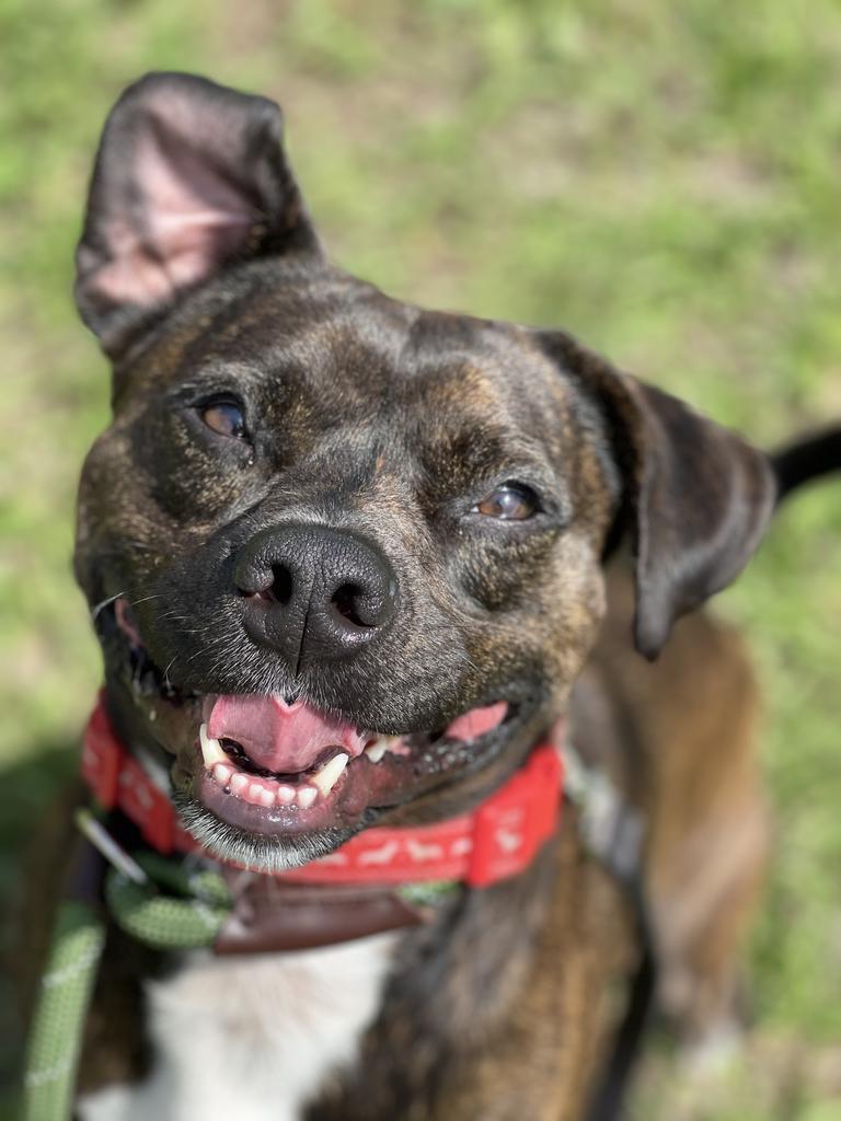 Debo, an adoptable Terrier in New Orleans, LA, 70123 | Photo Image 1