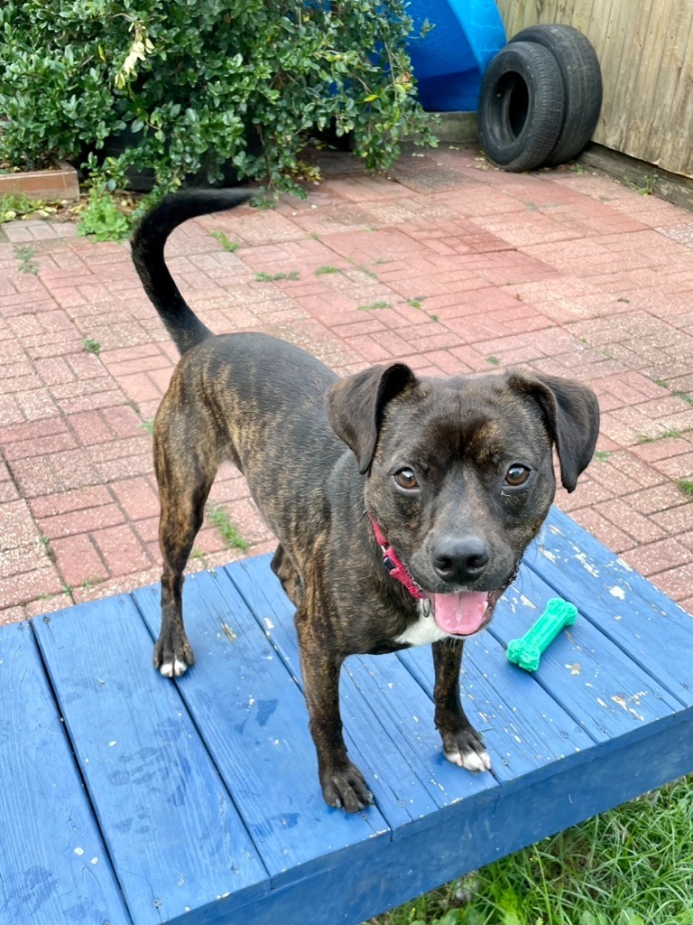 Debo, an adoptable Terrier in New Orleans, LA, 70123 | Photo Image 2