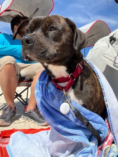 Debo, an adoptable Terrier in New Orleans, LA, 70123 | Photo Image 3