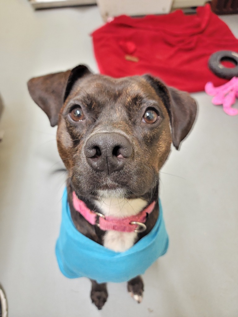 Debo, an adoptable Terrier in New Orleans, LA, 70123 | Photo Image 5