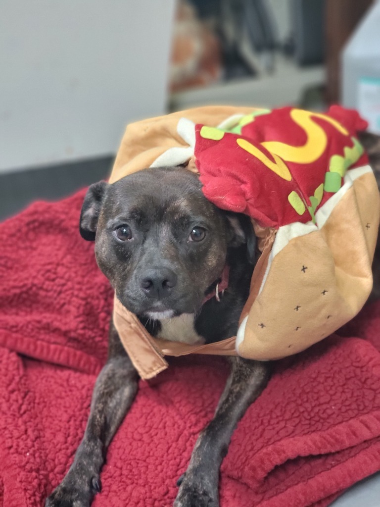 Debo, an adoptable Terrier in New Orleans, LA, 70123 | Photo Image 6