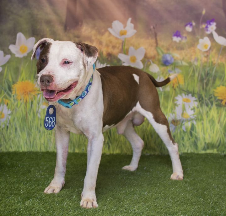 Dog for adoption - Kush (ID 28524/1192), a Pit Bull Terrier Mix in