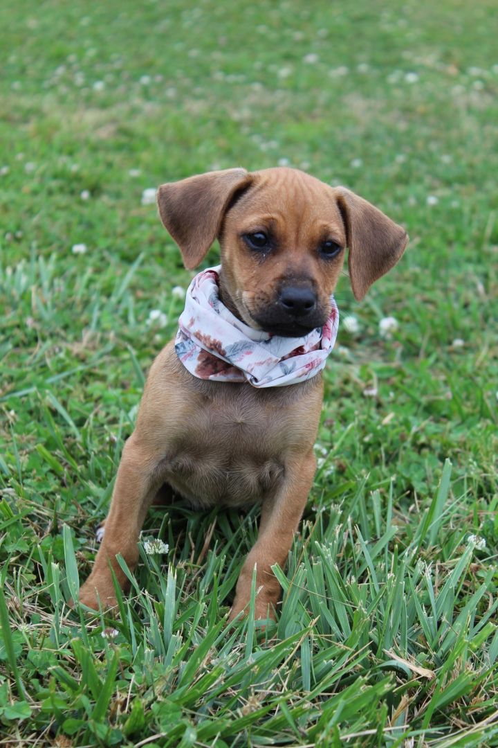 Amber PENDING, an adopted Puggle & Dachshund Mix in Chester, SC_image-3