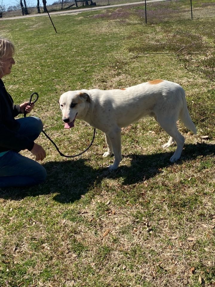 Great pyrenees hot sale komondor mix