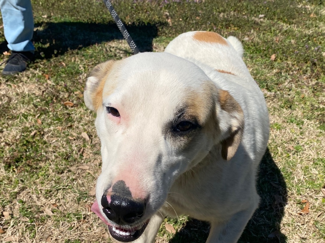 Pepper, an adoptable Great Pyrenees, Komondor in Point, TX, 75472 | Photo Image 1