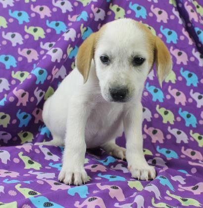 Stella, an adoptable Hound in Morton Grove, IL, 60053 | Photo Image 1