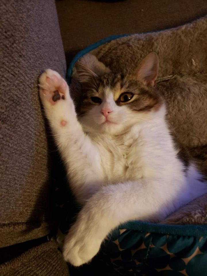 Cat for adoption Baby Kitty, a Domestic Medium Hair in Leitchfield