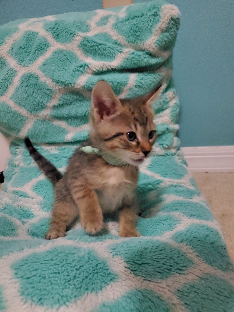 Evie (w/Tippi), an adoptable Tiger in Orange City, FL, 32763 | Photo Image 3