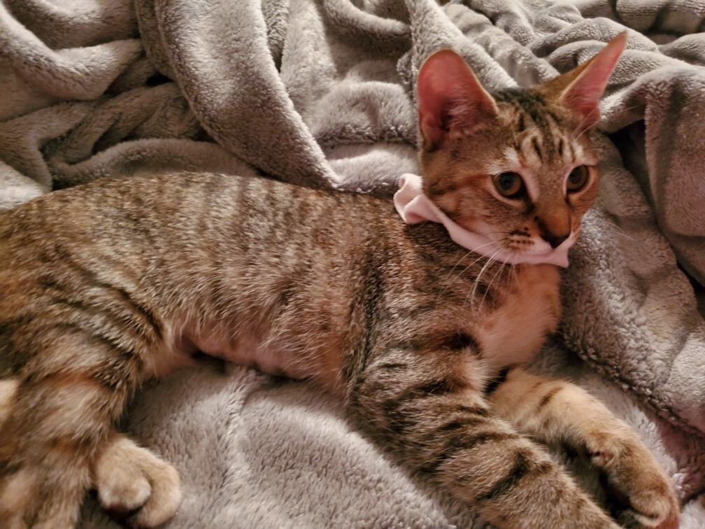 Evie (w/Tippi), an adoptable Tiger in Orange City, FL, 32763 | Photo Image 4