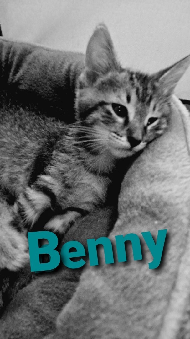 Benny, an adoptable Tiger in Orange City, FL, 32763 | Photo Image 3