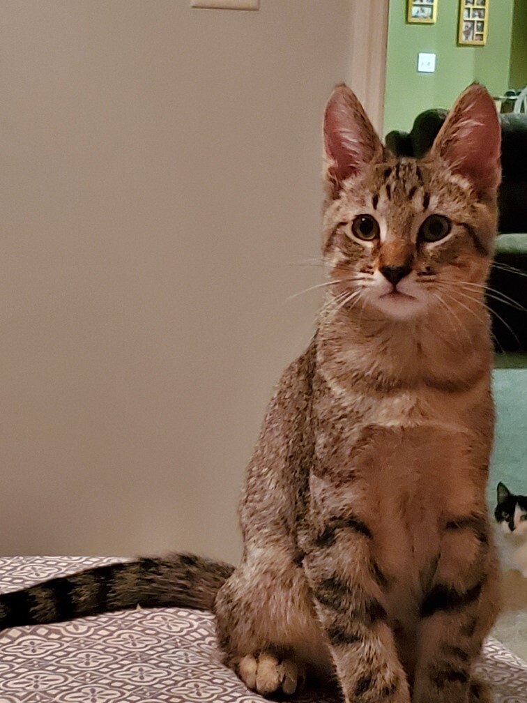 Benny, an adoptable Tiger in Orange City, FL, 32763 | Photo Image 5