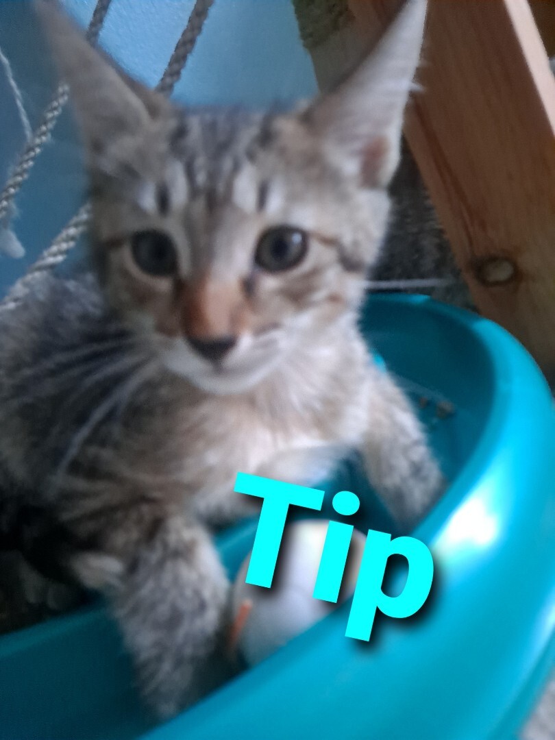 Tippi (w/Evie), an adoptable Tiger in Orange City, FL, 32763 | Photo Image 3