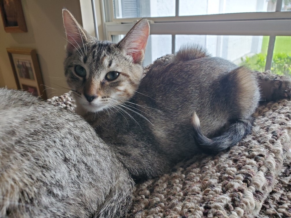 Tippi (w/Evie), an adoptable Tiger in Orange City, FL, 32763 | Photo Image 4