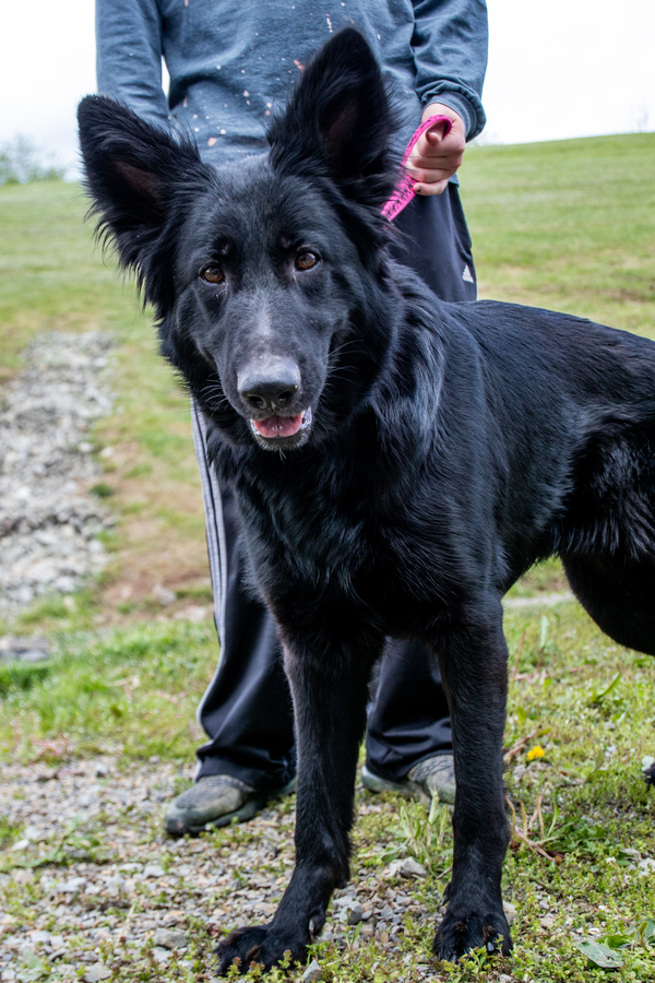 Dog For Adoption Daphne A German Shepherd Dog Mix In Indiana Pa Petfinder