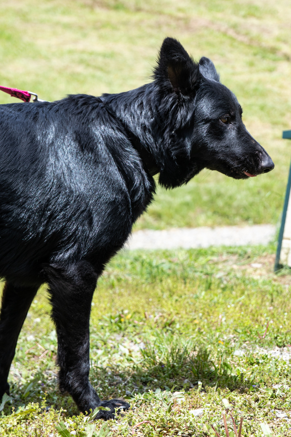 Dog For Adoption Daphne A German Shepherd Dog Mix In Indiana Pa Petfinder