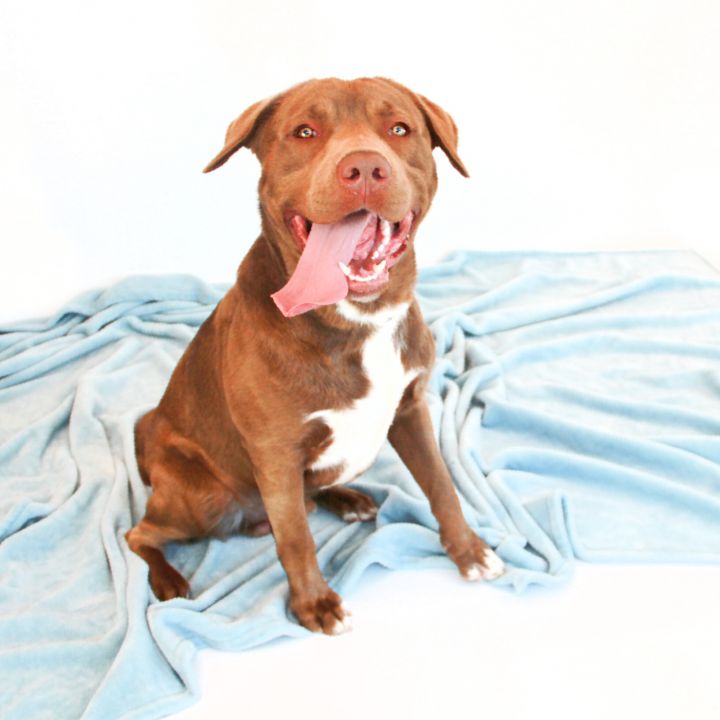 Archer, an adoptable Pit Bull Terrier & Labrador Retriever Mix in Clovis, CA_image-1