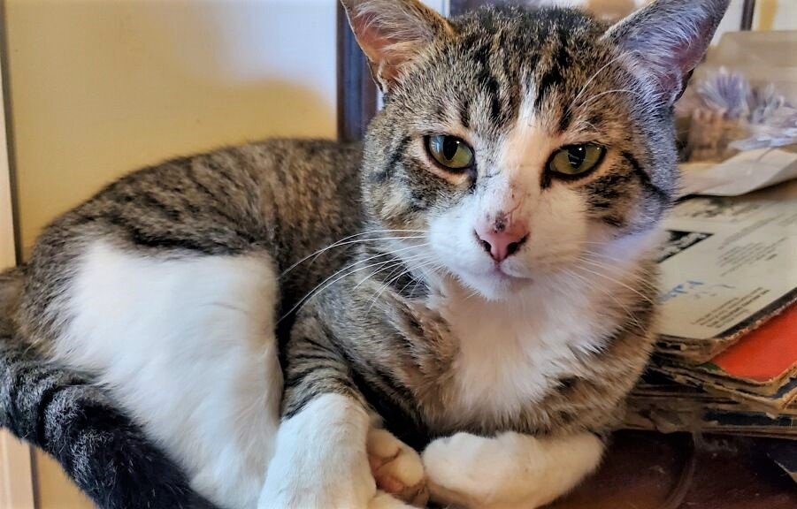 KITTY KEANU FOSTER OR FOREVER HOME NEEDED, an adoptable Tabby in Franklin, TN, 37069 | Photo Image 3