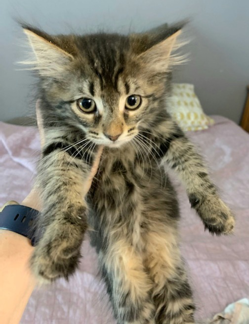 Cat for adoption - Aria’s Tamsin, a Maine Coon & Bombay Mix in Lyons ...