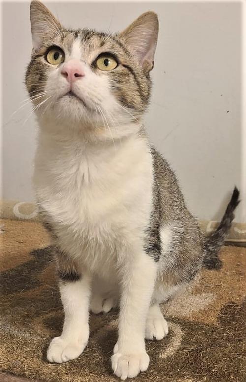 Cat for adoption Smedly, a Domestic Short Hair in Trenton, NJ Petfinder