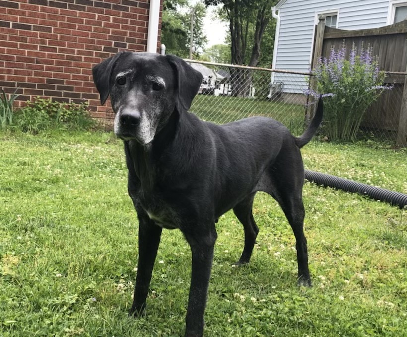 Available Labs Love of Labs, Indiana