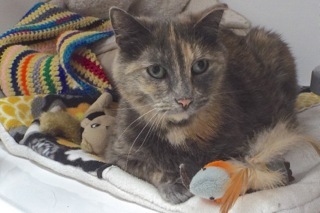 Patches, an adoptable Dilute Tortoiseshell in Green Valley, AZ, 85614 | Photo Image 4