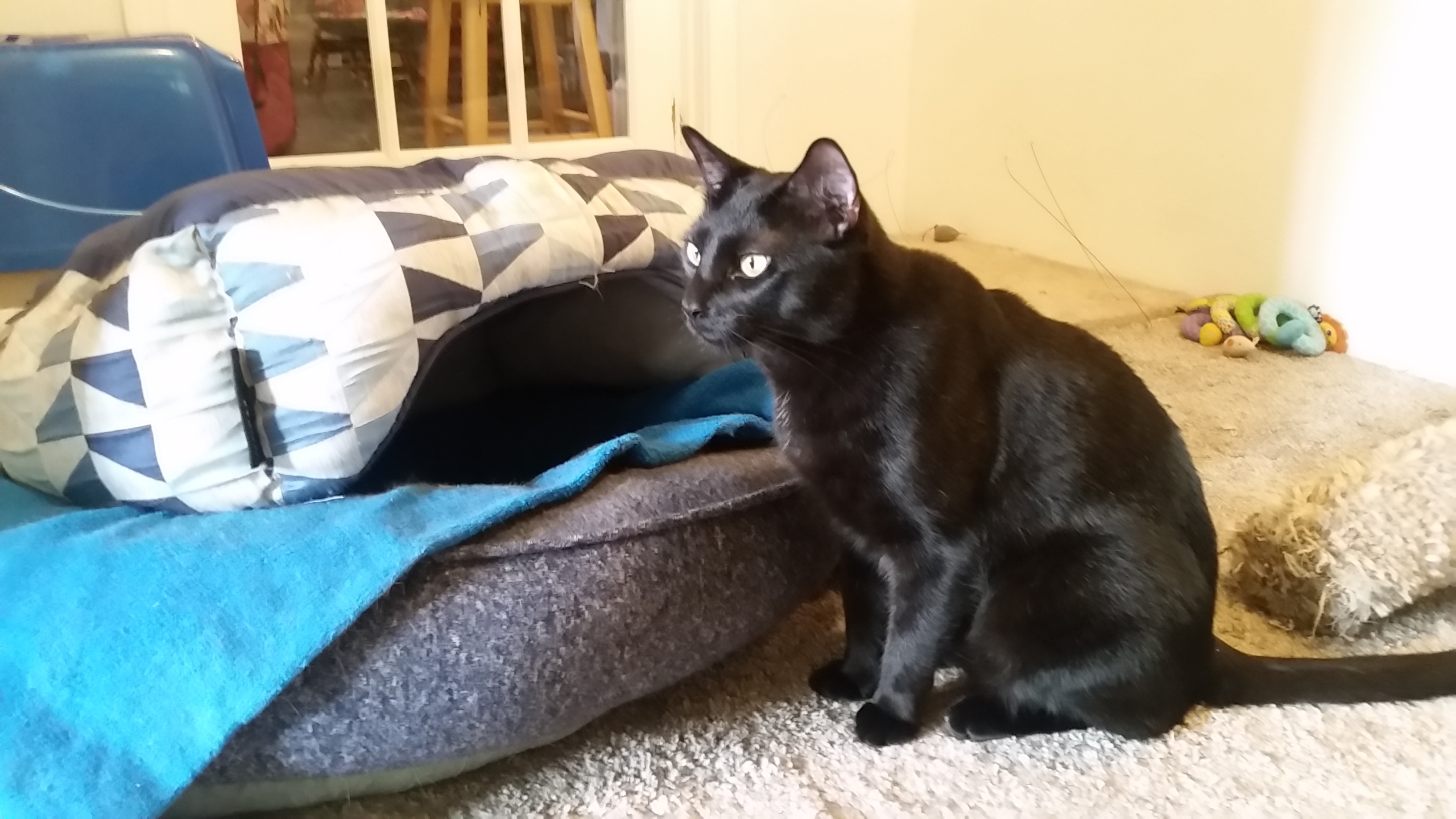 Lucas (and mama Mimi), an adoptable Domestic Short Hair in Waukegan, IL, 60085 | Photo Image 1