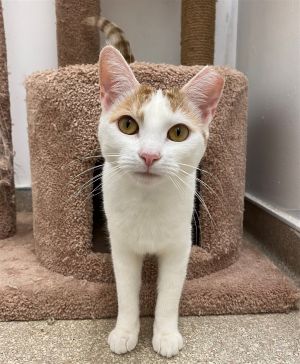 Cat for adoption - Biscuit KITTEN, a Domestic Short Hair in Rockaway