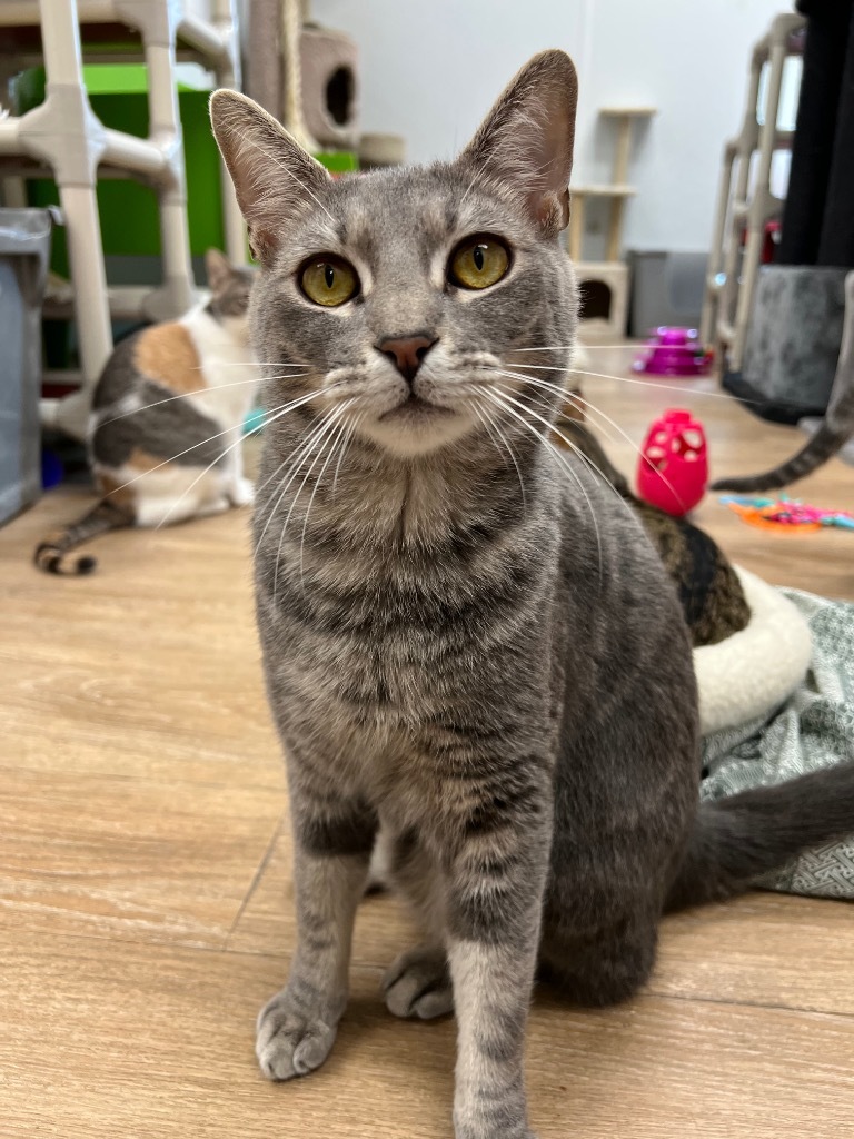 Bartleby, an adoptable Domestic Short Hair in Corpus Christi, TX, 78414 | Photo Image 1