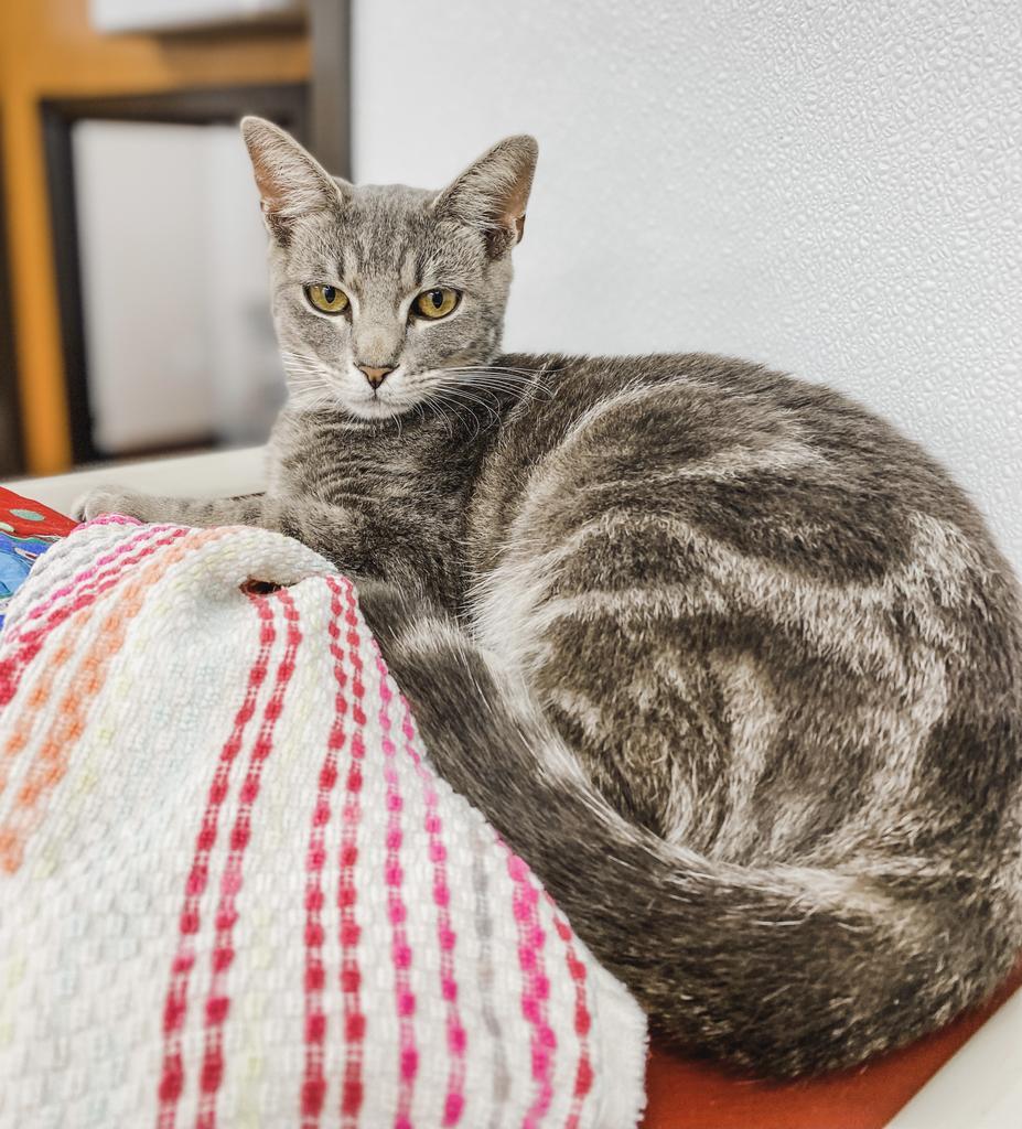 Bartleby, an adoptable Domestic Short Hair in Corpus Christi, TX, 78414 | Photo Image 2