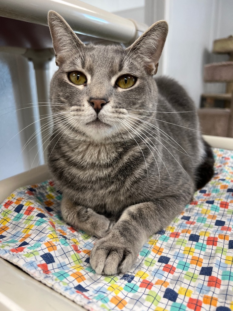 Bartleby, an adoptable Domestic Short Hair in Corpus Christi, TX, 78414 | Photo Image 4