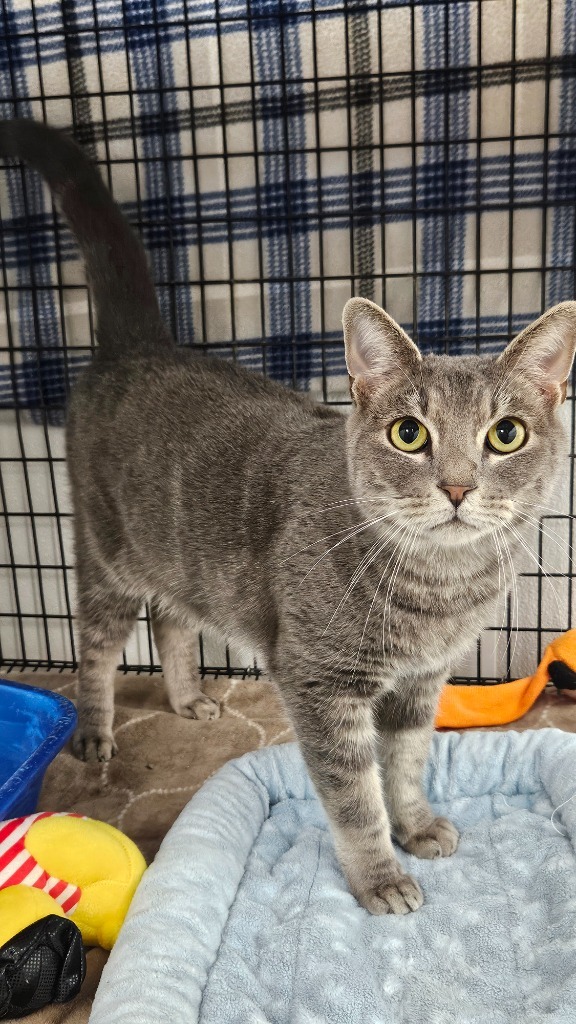 Bartleby, an adoptable Domestic Short Hair in Corpus Christi, TX, 78414 | Photo Image 5