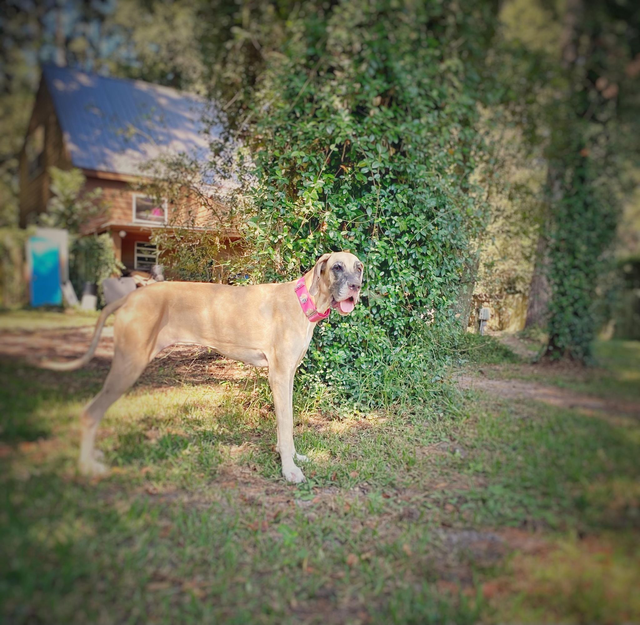 Luna, an adoptable Great Dane in Pensacola, FL, 32505 | Photo Image 2