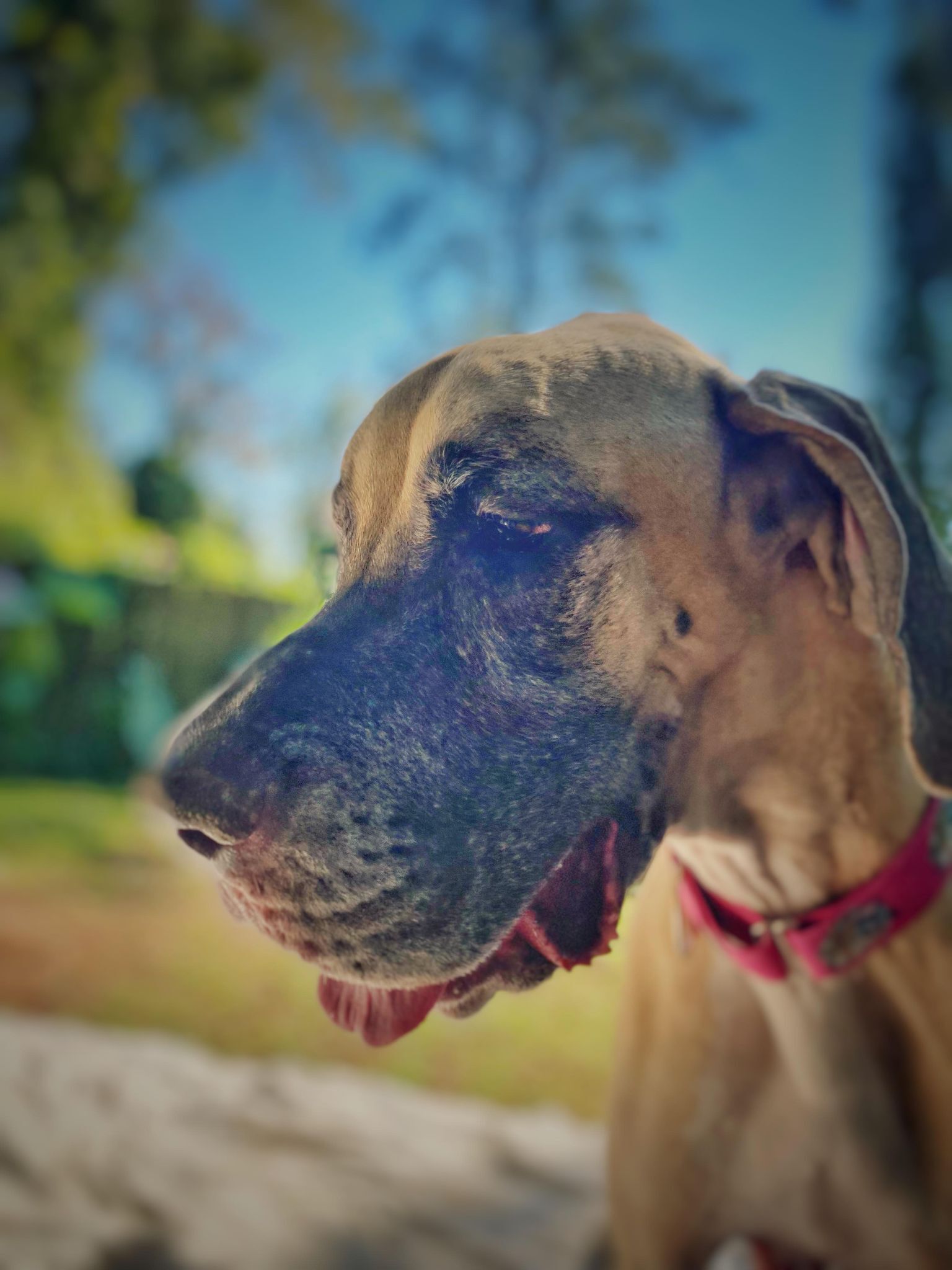 Luna, an adoptable Great Dane in Pensacola, FL, 32505 | Photo Image 3
