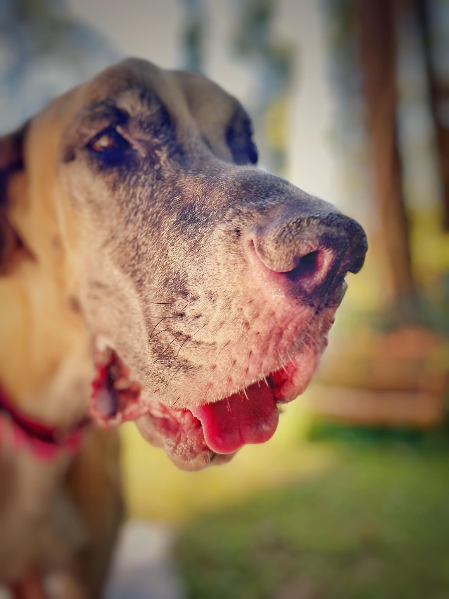 Luna, an adoptable Great Dane in Pensacola, FL, 32505 | Photo Image 4