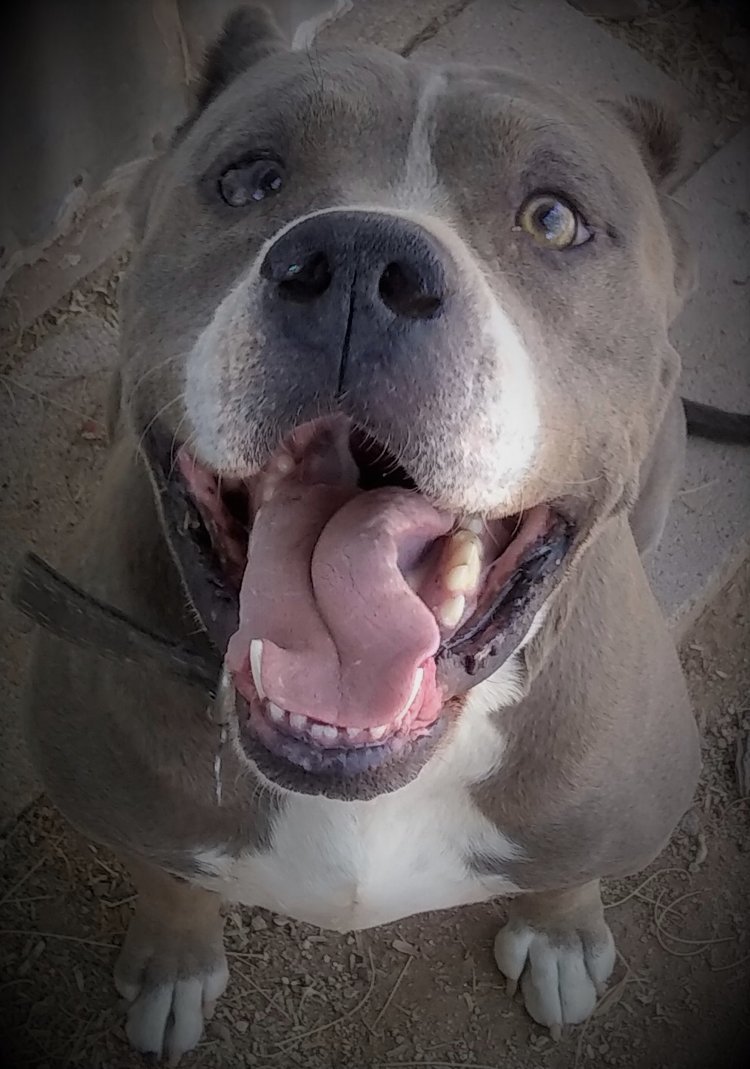 GEORGE, an adoptable Pit Bull Terrier in Oro Valley, AZ, 85737 | Photo Image 1