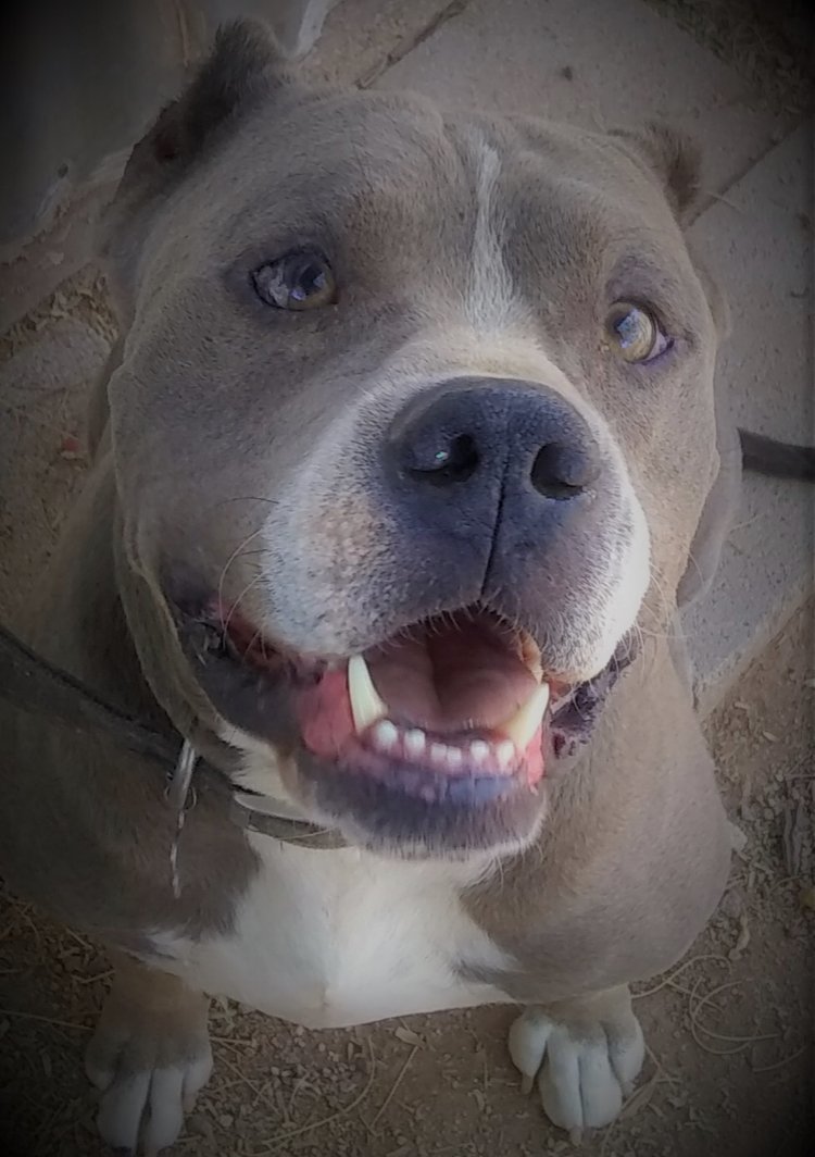 GEORGE, an adoptable Pit Bull Terrier in Oro Valley, AZ, 85737 | Photo Image 2