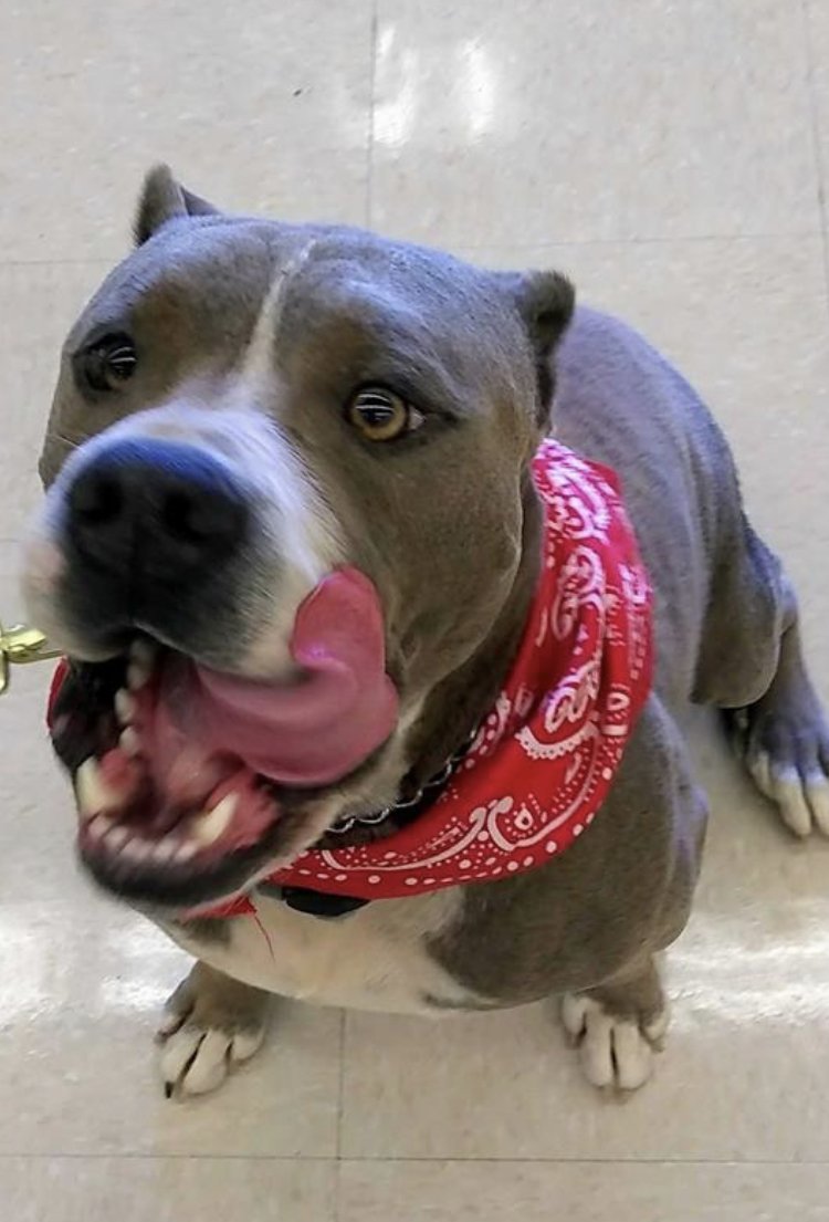 GEORGE, an adoptable Pit Bull Terrier in Oro Valley, AZ, 85737 | Photo Image 3