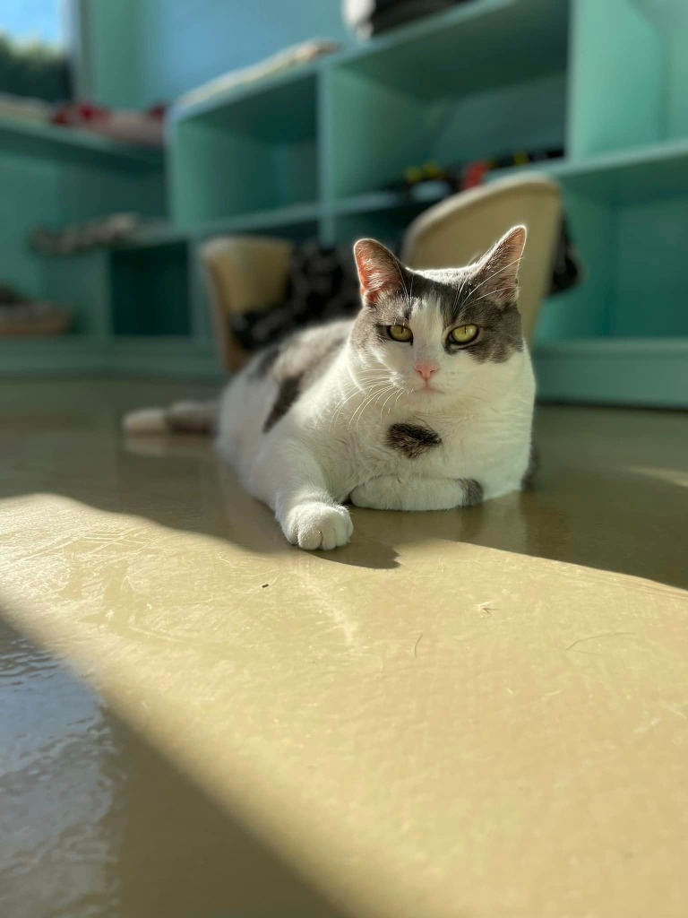 Duchess
