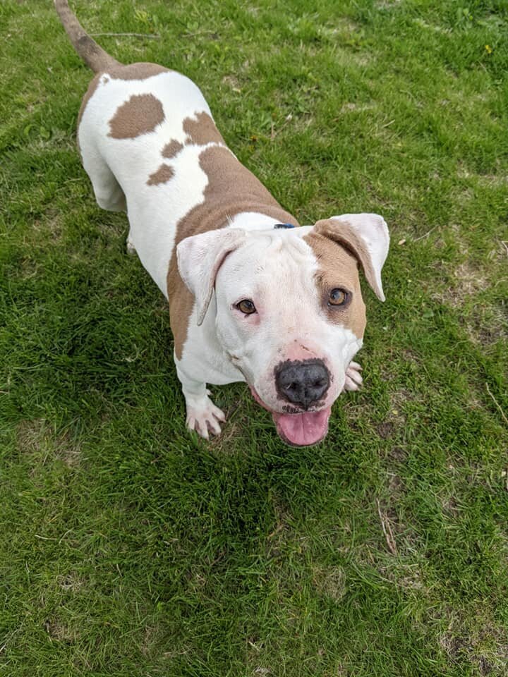 Dog For Adoption Sasha A Pit Bull Terrier Mix In Minneapolis Mn Petfinder